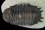 Crotalocephalina Trilobite - Foum Zguid, Morocco #165957-2
